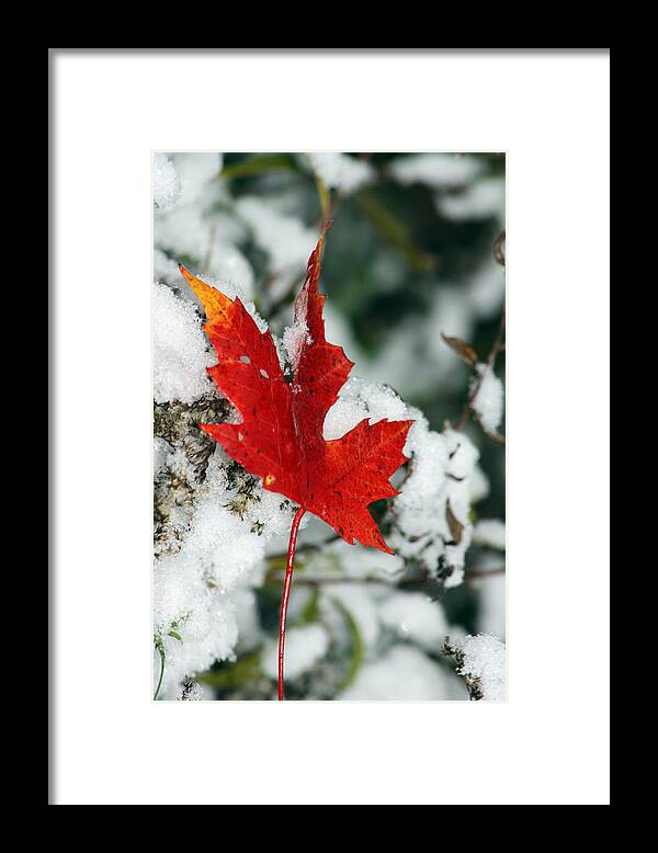 Autumn Framed Print featuring the photograph Autumn Meets Winter by Cathy Beharriell