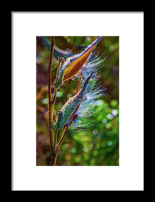 Steve Harrington Framed Print featuring the photograph Autumn Milkweed 5 by Steve Harrington
