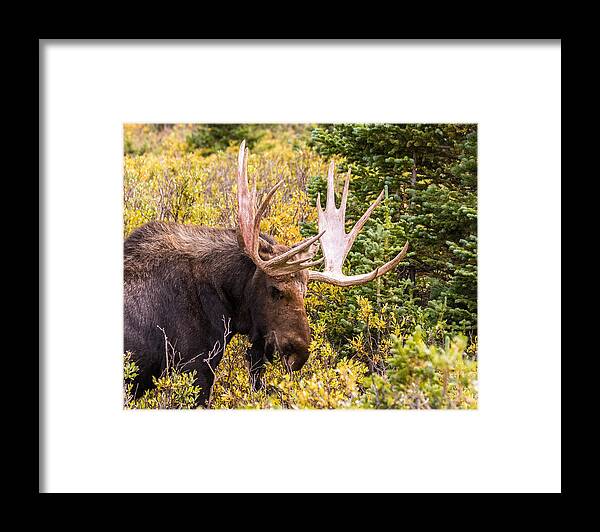 Moose Framed Print featuring the photograph Autumn Moose #2 by Mindy Musick King