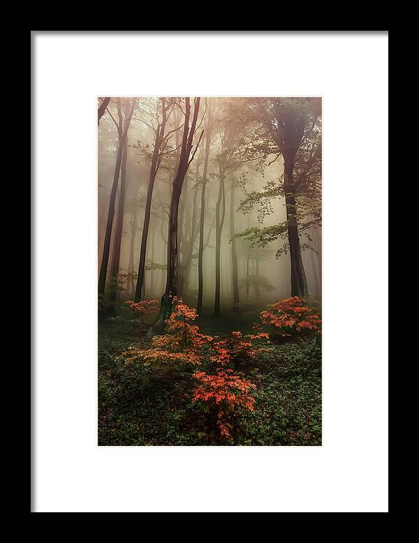Trees Framed Print featuring the photograph Autumn mornin in forgotten forest by Jaroslaw Blaminsky