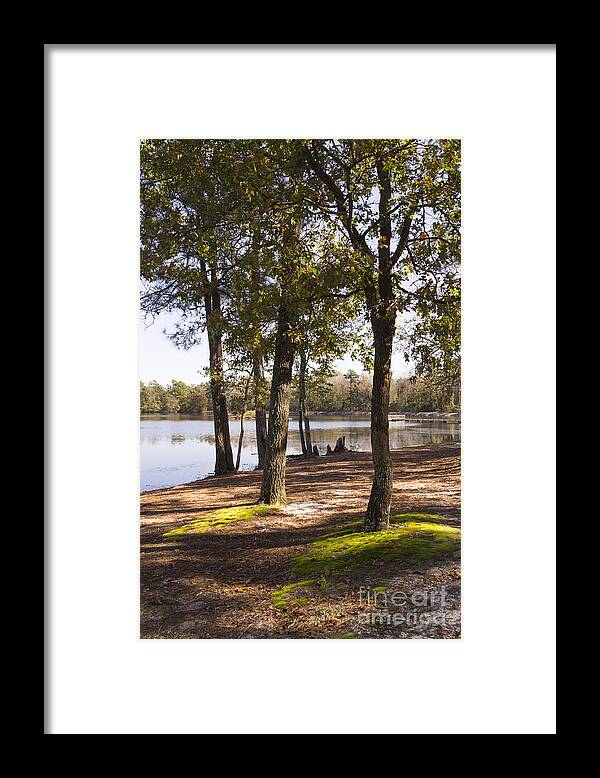 Oak Framed Print featuring the photograph Autumn Oaks on the Mossy Lakeshore by MM Anderson
