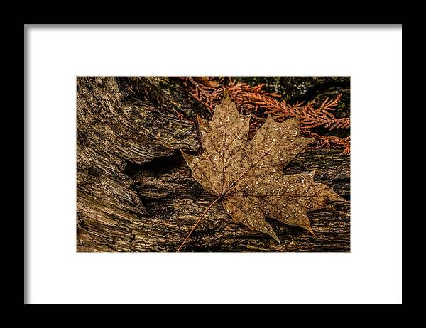 Autumn Framed Print featuring the photograph Autumn Rain by Karl Anderson