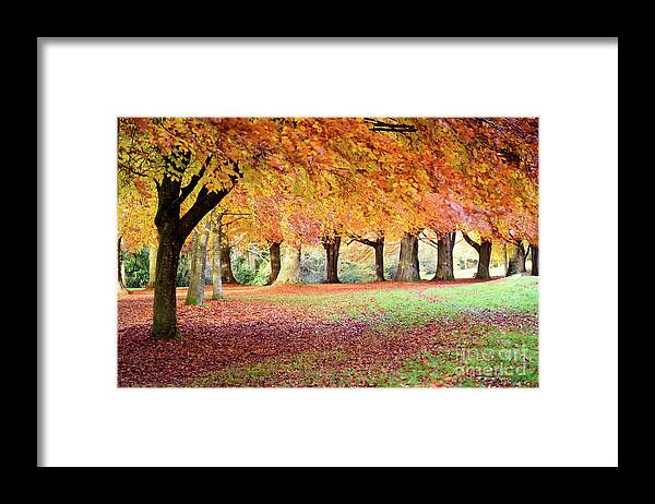 Autumn Framed Print featuring the photograph Autumn scene by Colin Rayner