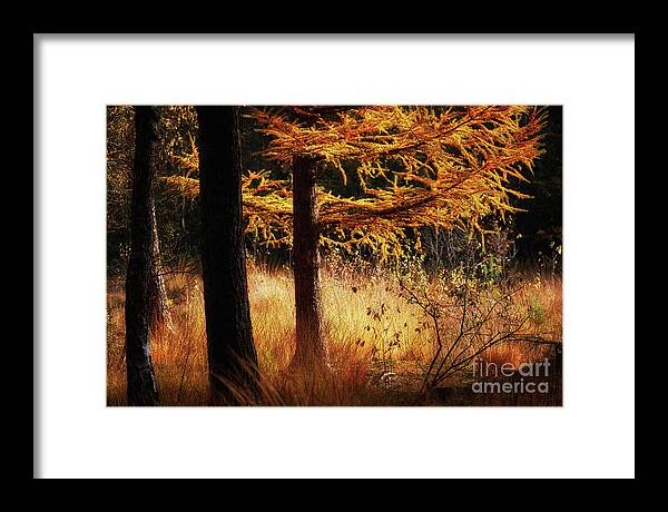 Sunlight Framed Print featuring the photograph Autumn scene in a dark forest, pine trees gold colored by Nick Biemans