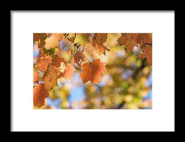Autumn Framed Print featuring the photograph Autumn Splendor by Holly Ross