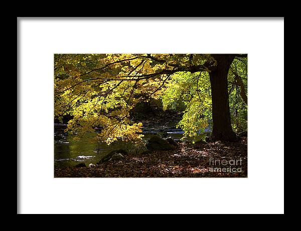 Autumn Framed Print featuring the pyrography Autumn Stream by Tom Brickhouse
