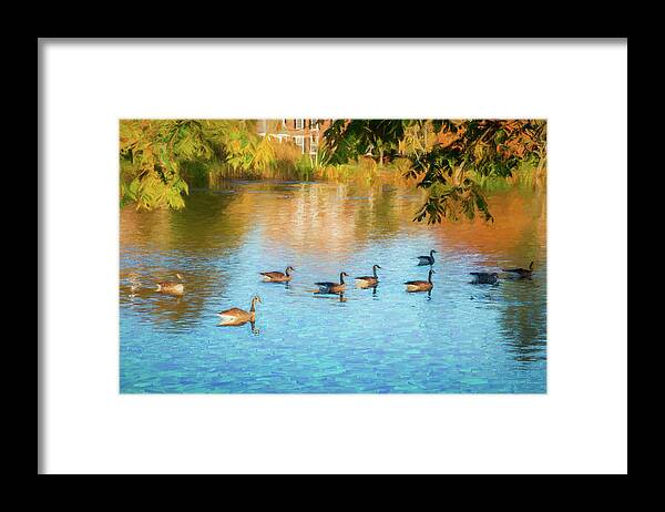 Geese Framed Print featuring the photograph Autumn Swim by Cathy Kovarik