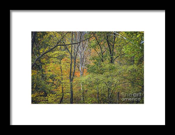 Autumn Framed Print featuring the photograph Autumn Tapestry by Tamara Becker