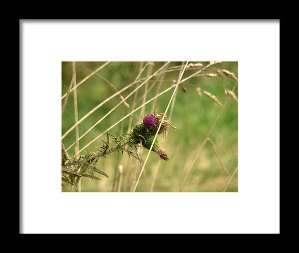 Photograph Framed Print featuring the pyrography Autumn Thistle by Tingy Wende