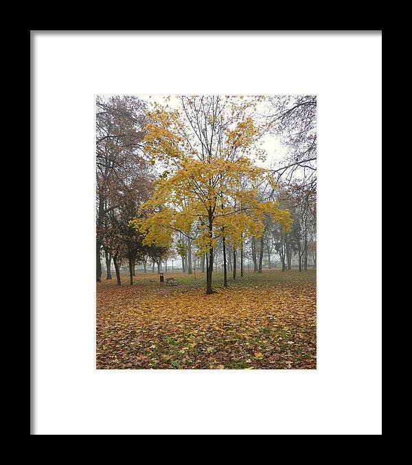 Autumn Framed Print featuring the photograph Autumn tree by Lukasz Ryszka