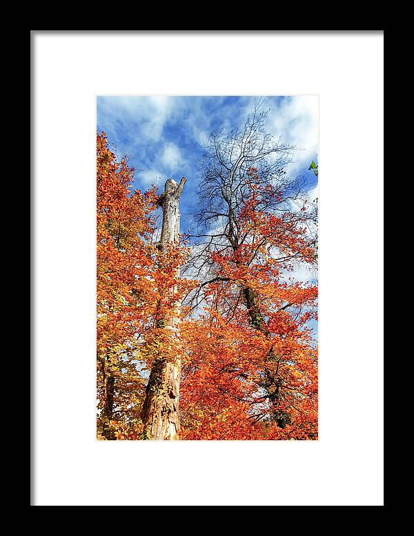 Park Framed Print featuring the photograph Autumn trees by day by Elenarts - Elena Duvernay photo