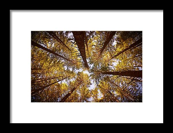 Treetops Framed Print featuring the photograph Autumn Treetops by Bonnie Bruno