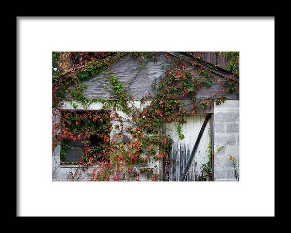 Ohio Framed Print featuring the photograph Autumn Vines by Fred Lassmann