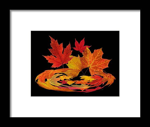 Autumn Leaves Framed Print featuring the photograph Autumn Winds - Colorful Leaves on Black by Gill Billington