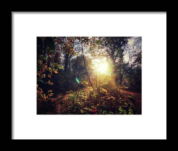 Woodland Framed Print featuring the photograph Autumn Woodland by No Alphabet