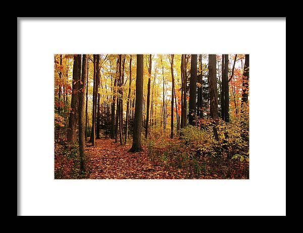 Autumn Framed Print featuring the photograph Autumn Woods by Debbie Oppermann