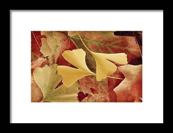 Autumn Framed Print featuring the photograph Autumn Yellow by Joye Ardyn Durham