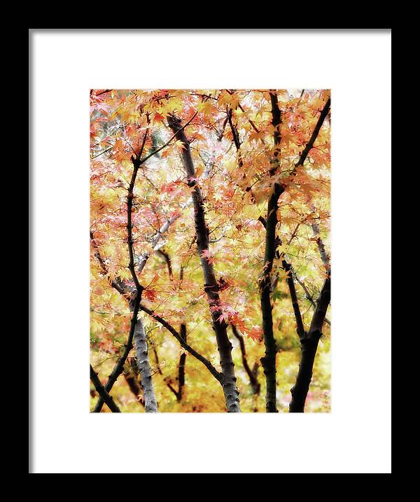 Autumnal Framed Print featuring the photograph Autumnal Impressions by Nicholas Blackwell