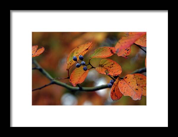 Autumn Framed Print featuring the photograph Autumns Beauty 6570 H_2 by Steven Ward