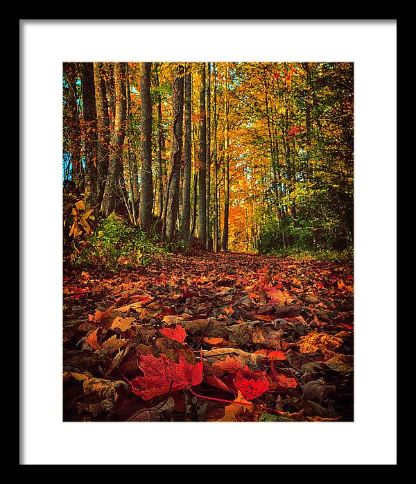 Autumn Framed Print featuring the photograph Autumn's Walkway by Kevin Senter