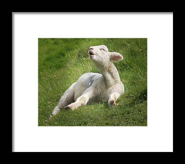 Lamb Framed Print featuring the digital art Avebury Lamb by Vicki Lea Eggen