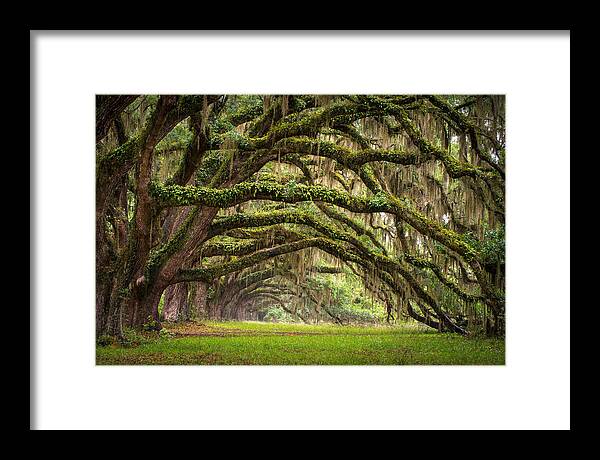 Charleston Sc Framed Print featuring the photograph Avenue of Oaks - Charleston SC Plantation Live Oak Trees Forest Landscape by Dave Allen
