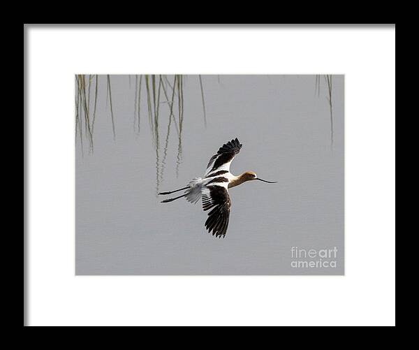 American Avocet Framed Print featuring the photograph Avocet Glide by Michael Dawson