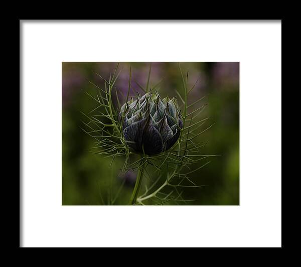 Dreamer By Design Photography Framed Print featuring the photograph Awaiting Bloom by Kami McKeon