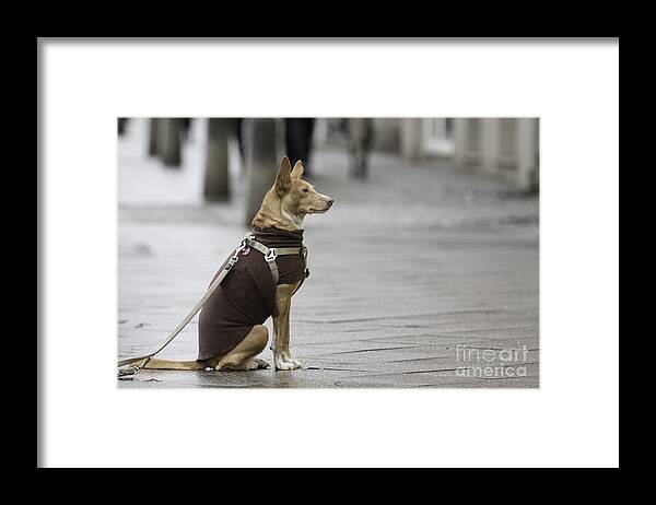  Framed Print featuring the photograph Awaiting his master by Jivko Nakev