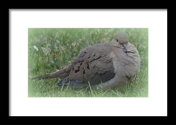 Mourning Dove Framed Print featuring the photograph Awakening beauty by Kimberly Woyak