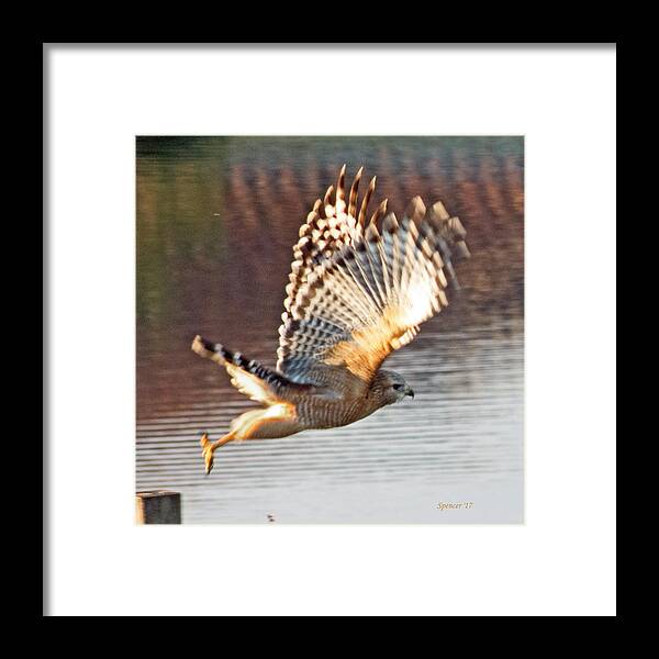 Wildlife Framed Print featuring the photograph Away by T Guy Spencer