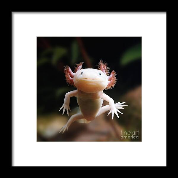 Albino Axolotl Framed Print featuring the photograph Axolotl Face by Warren Photographic