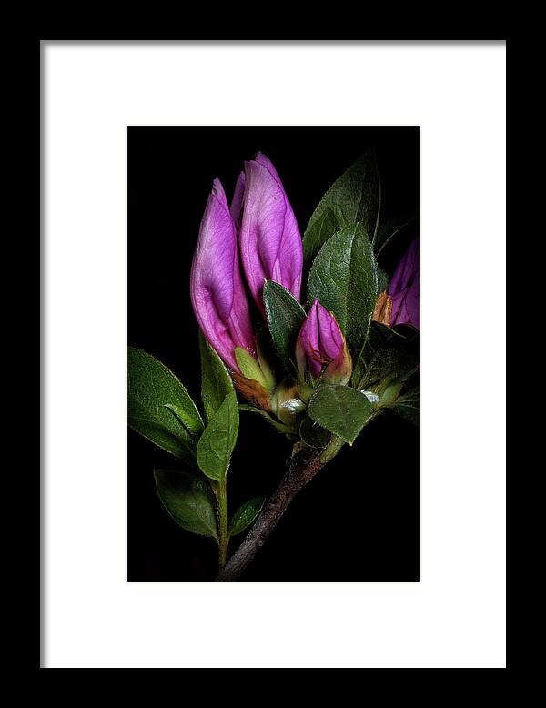 Still Life Framed Print featuring the photograph Azalea Buds by Richard Rizzo