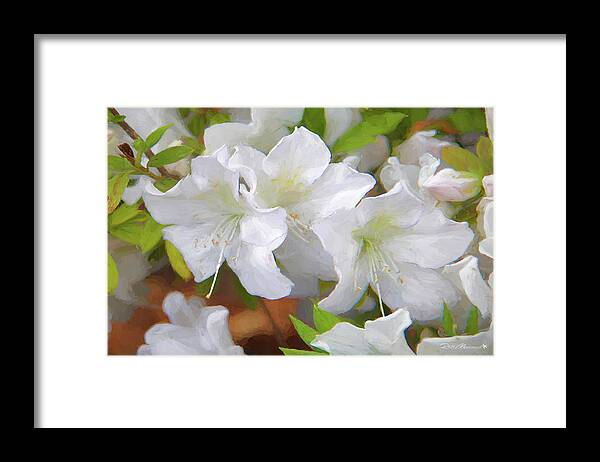  Framed Print featuring the photograph Azalea Festival I by Phil Mancuso