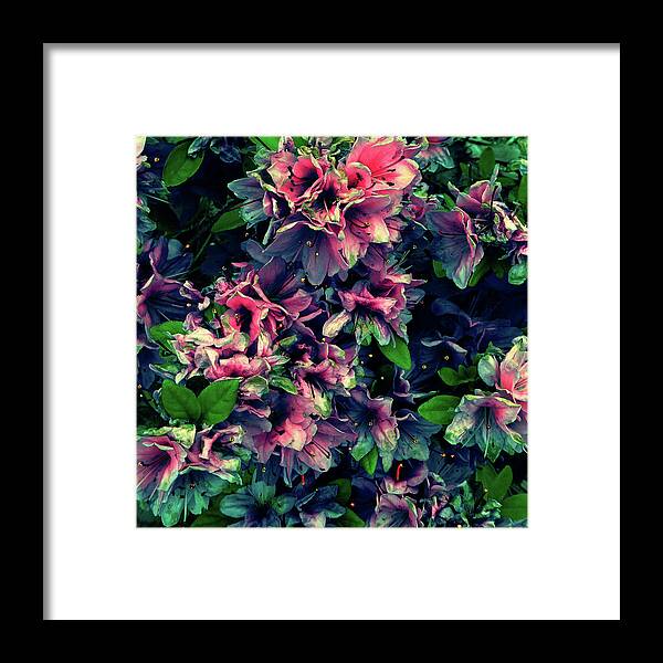 Red Azalea Pink Full Bloom Yellow Touch Contrast Hue Tint Blue Reversal Color Spring 2016 Framed Print featuring the photograph Azalea by Leon deVose
