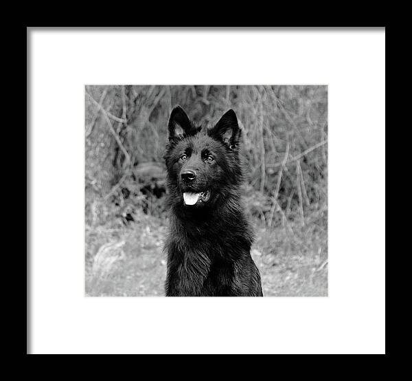 German Shepherd Framed Print featuring the photograph Aziza #1 by Sandy Keeton