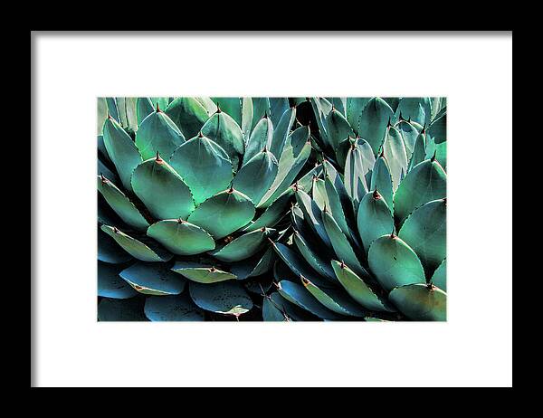 Cactus Framed Print featuring the photograph Azul Agave in California by Randall Nyhof