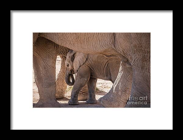 5-months Old Framed Print featuring the photograph Baby African Elephant Between Mothers Legs by Al Andersen