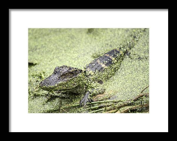 Alligator Framed Print featuring the photograph Baby Alligator by Jeannette Hunt