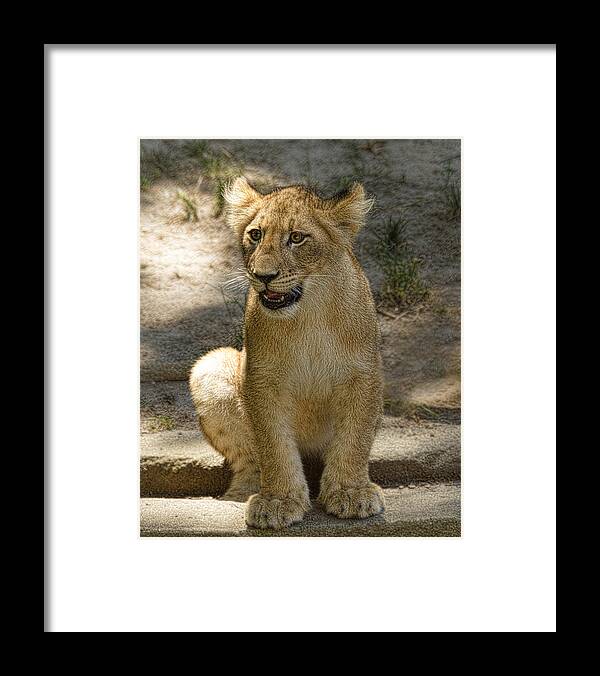 Asia Framed Print featuring the photograph Baby Baby by Cheri McEachin