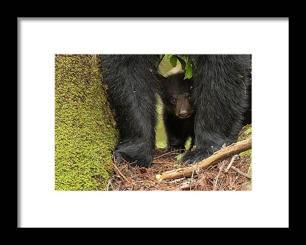 Black Framed Print featuring the photograph Baby Bear Greeting Card by Everet Regal