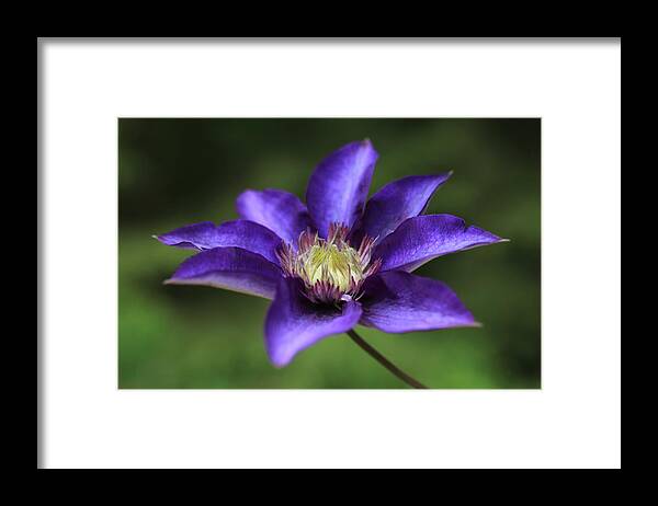 Abundant Framed Print featuring the photograph Baby Bloom Clematis by Tammy Pool
