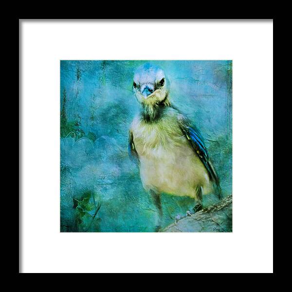 Bird Framed Print featuring the photograph Baby Blue Jay by Anna Louise