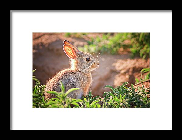 Bunny Framed Print featuring the photograph Baby Bunny III by John De Bord