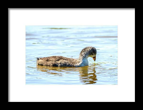 Coot Framed Print featuring the photograph Baby Coot by Jerry Cahill