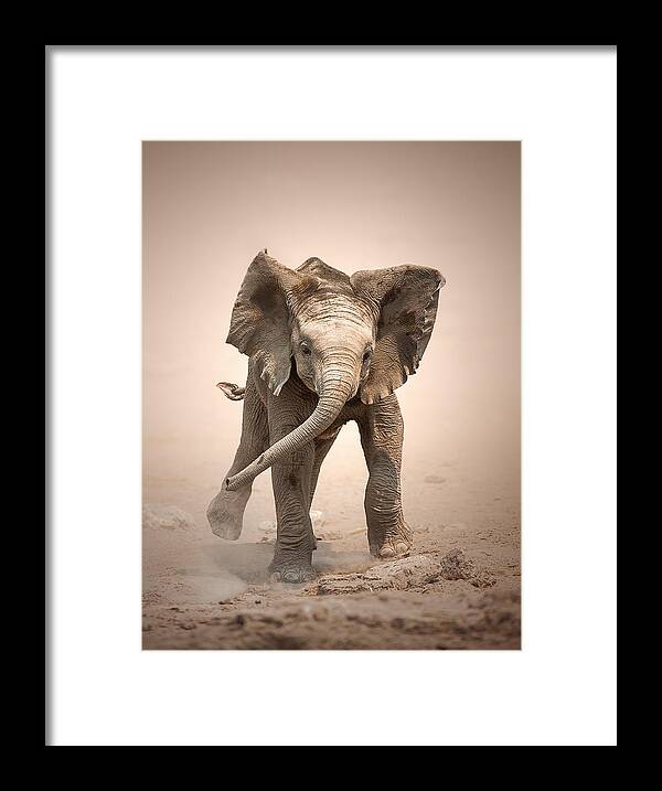 Elephant Framed Print featuring the photograph Baby Elephant mock charging by Johan Swanepoel