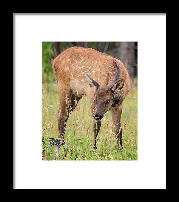 Loree Johnson Photography Framed Print featuring the photograph Baby Elk by Loree Johnson