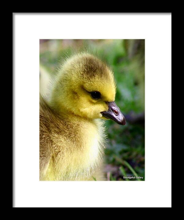 Smudgeart Framed Print featuring the photograph Baby Gosling by Madeline Allen - SmudgeArt