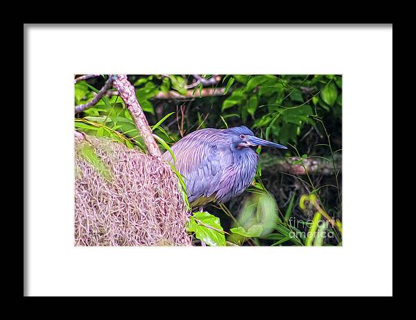 Nature Framed Print featuring the digital art Baby Great Blue Heron - TWO by DB Hayes