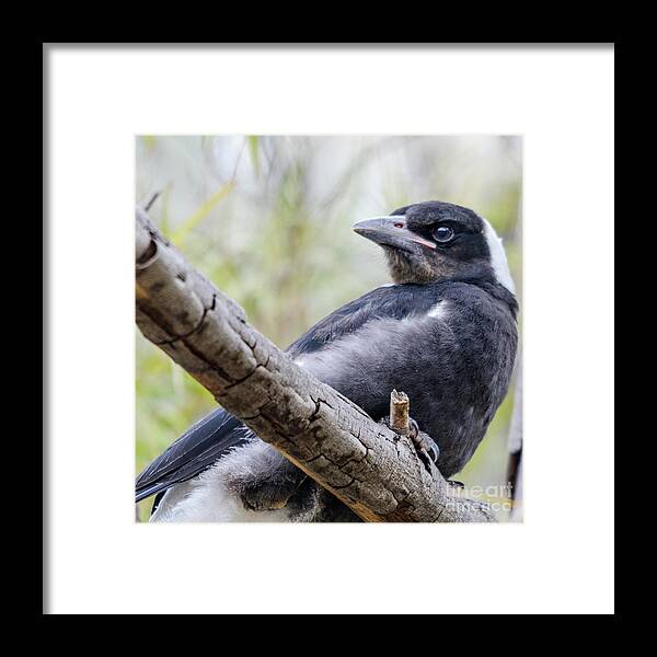 Magpie Framed Print featuring the photograph Baby Magpie 1 by Werner Padarin